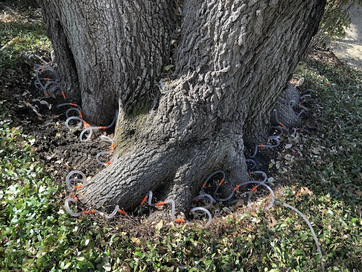 Detailed Tree Cabling and Bracing job site in Anderson